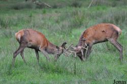 Wildpark Eekholt