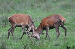Wildpark Eekholt