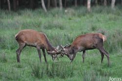 Wildpark Eekholt