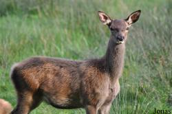 Wildpark Eekholt