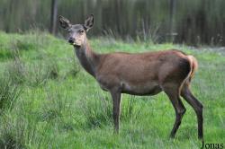 Wildpark Eekholt