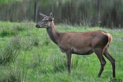 Wildpark Eekholt