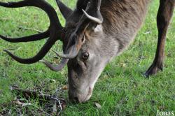 Wildpark Eekholt