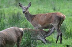 Wildpark Eekholt
