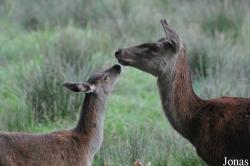 Wildpark Eekholt