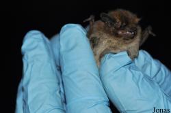 Pipistrellus nathusii