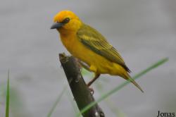 Ploceus aurantius