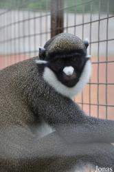 Monkey Forest Resort