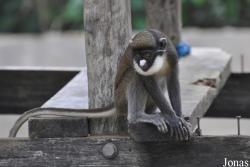 Cercopithecus petaurista petaurista