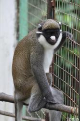Monkey Forest Resort