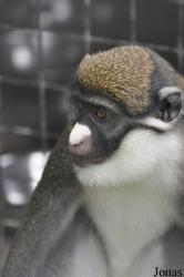 Monkey Forest Resort
