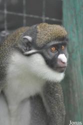 Monkey Forest Resort