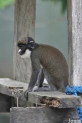 Monkey Forest Resort