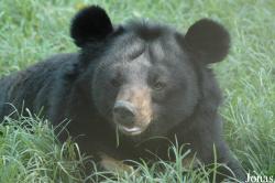 Ursus thibetanus
