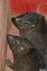 Dendrohyrax dorsalis