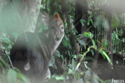 Monkey Forest Resort