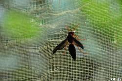 Vespidae non identifié