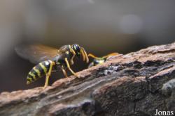 Vespidae