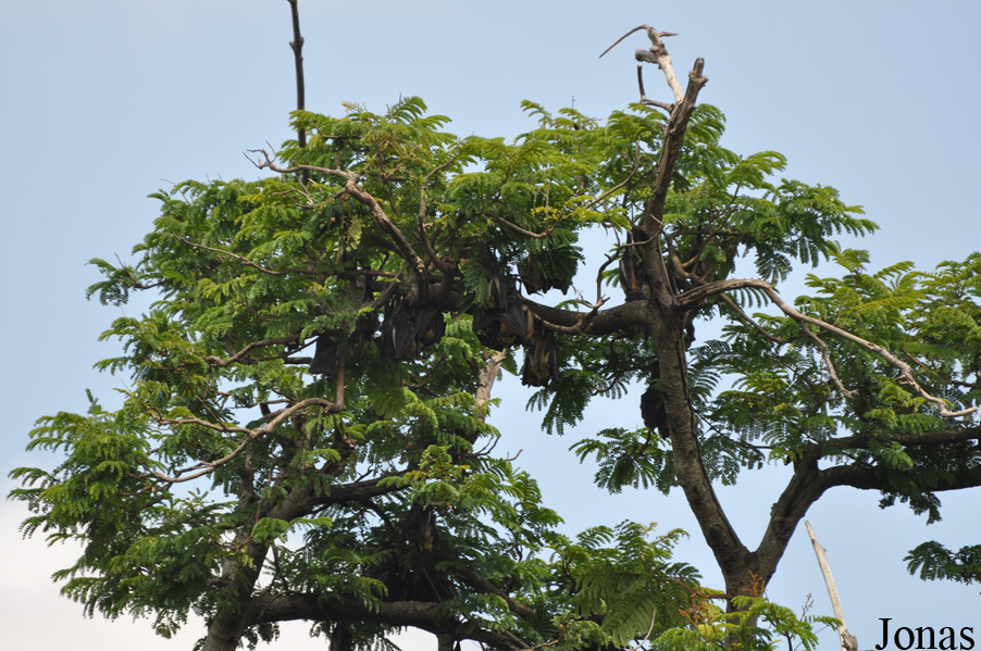 Kumasi