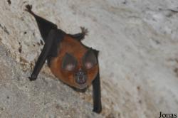Rhinolophinae