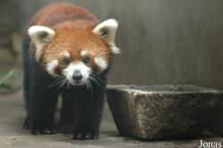 Ailurus fulgens