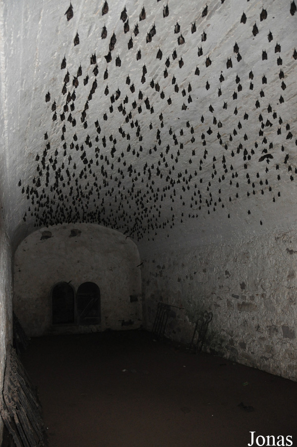 Elmina