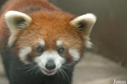 Chengdu Research Base of Giant Panda Breeding