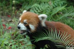Chengdu Research Base of Giant Panda Breeding