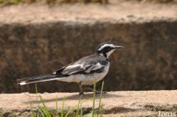Motacilla aguimp