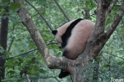 Chengdu Research Base of Giant Panda Breeding
