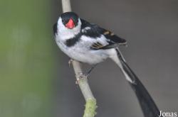 Vidua macroura