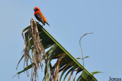 Bobiri Forest & Butterfly Sanctuary