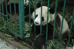 Chengdu Research Base of Giant Panda Breeding