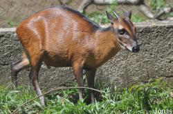 Kumasi Zoo