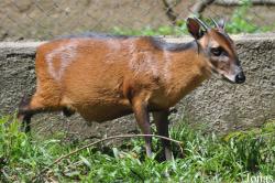 Kumasi Zoo