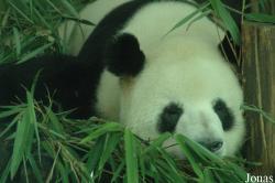 Chengdu Research Base of Giant Panda Breeding