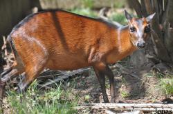 Kumasi Zoo