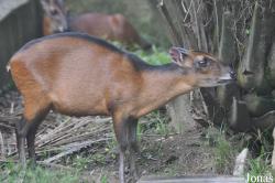 Kumasi Zoo