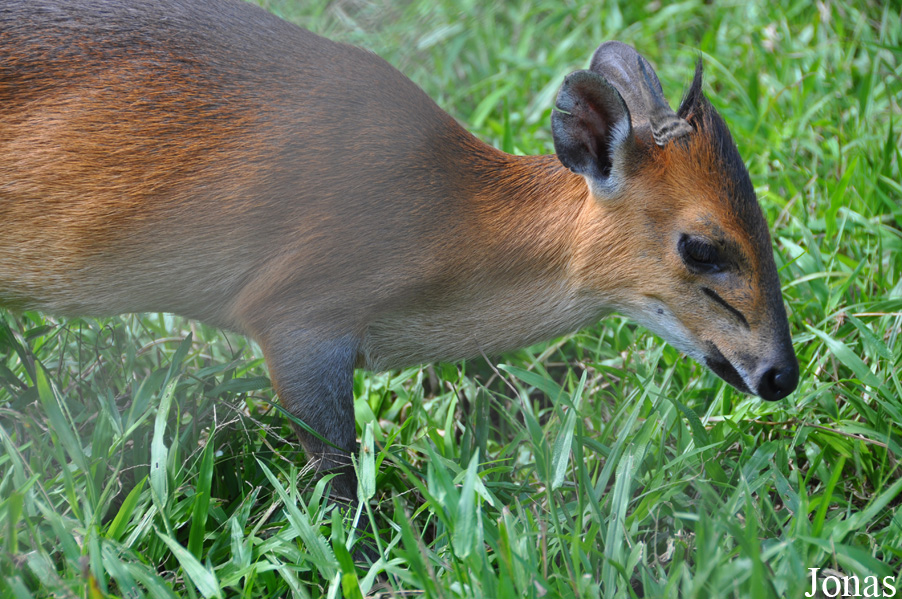 Kumasi Zoo