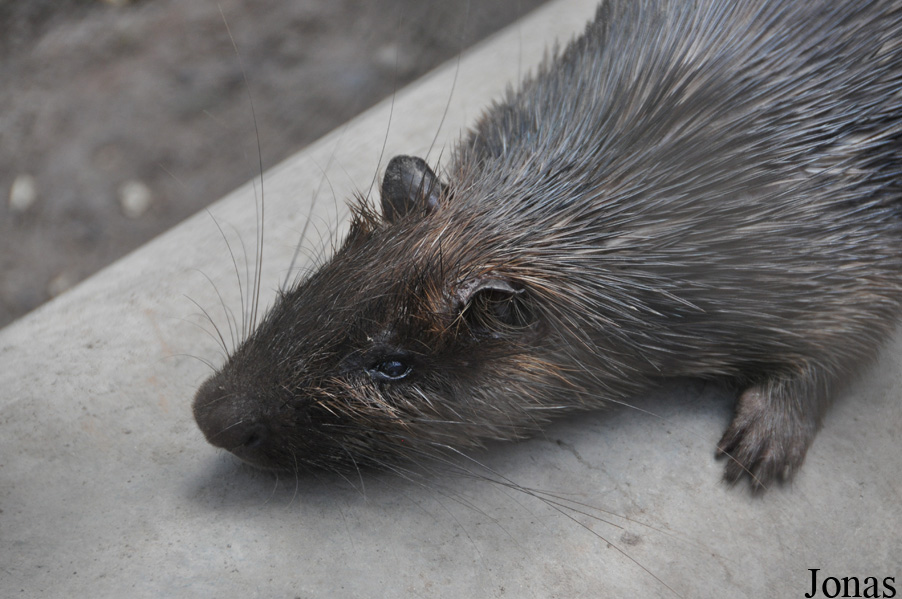 Kumasi Zoo