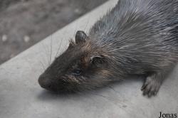 Kumasi Zoo