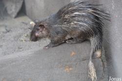 Kumasi Zoo
