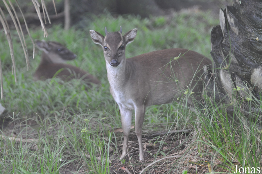 Kumasi Zoo