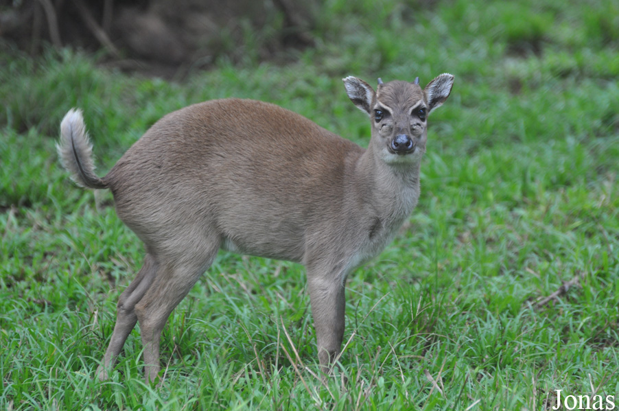 Kumasi Zoo