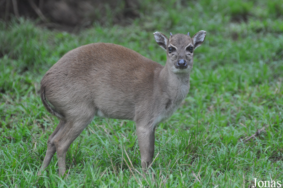 Kumasi Zoo