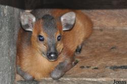 Kumasi Zoo