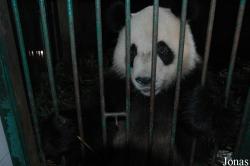 Chengdu Research Base of Giant Panda Breeding