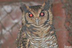 Bubo poensis