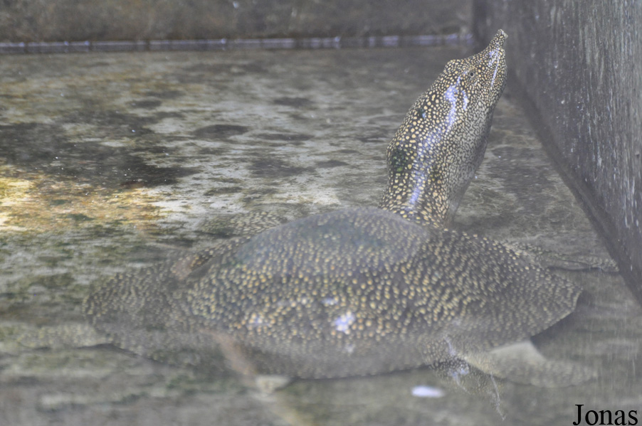 Kumasi Zoo