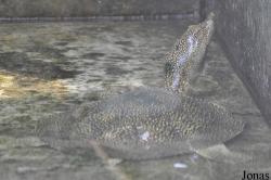 Kumasi Zoo